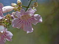 Previous